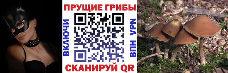 сколько стоит  Рязань  Галлюциногенные грибы Magic Shrooms 
